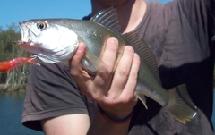 Argyrosomus japonicus