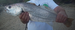 Argyrosomus japonicus