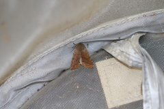 Orthosia pacifica