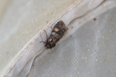 Lithophane dilatocula