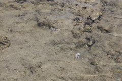 Dendrodoris krusensternii