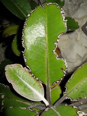 Pachystegia insignis