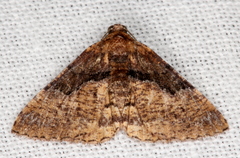 Aporoctena