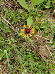 Gaillardia aestivalis