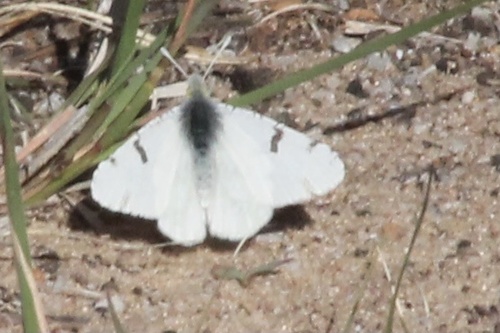Olympia Marble