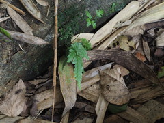 Pteris grevilleana