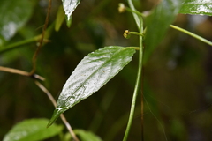 Ruellia coccinea