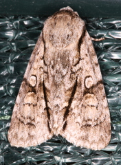 Turnerinycta phaeocosma