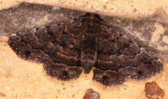 Diatenes aglossoides