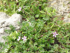 Erodium cicutarium