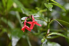 Ruellia coccinea