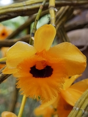 Dendrobium fimbriatum