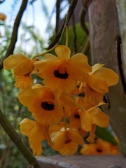 Dendrobium fimbriatum