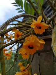 Dendrobium fimbriatum