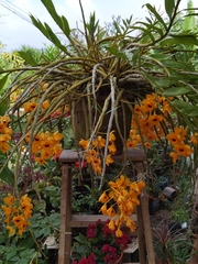 Dendrobium fimbriatum