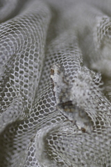 Eupithecia ravocostaliata