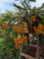 Dendrobium fimbriatum