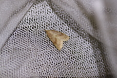 Thallophaga hyperborea