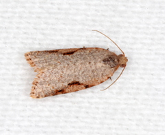 Meritastis piperata