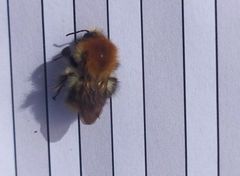 Bombus pascuorum