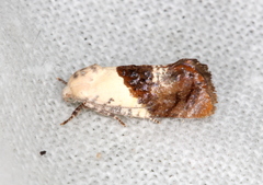 Hypertropha chlaenota