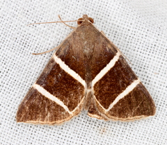 Grammodes justa