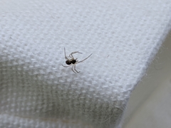 Araneae