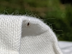 Araneae