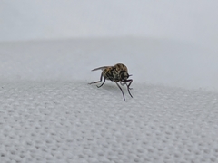 Diptera