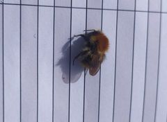 Bombus pascuorum