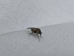 Diptera