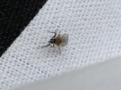 Diptera