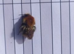 Bombus pascuorum