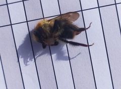 Bombus pascuorum