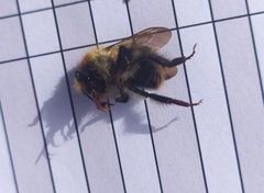 Bombus pascuorum