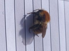 Bombus pascuorum