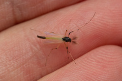 Microtendipes pedellus