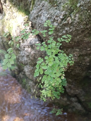 Adiantum raddianum