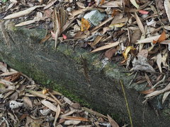 Sphenomorphus indicus