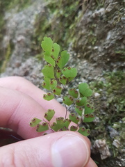 Adiantum raddianum