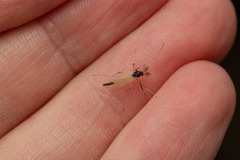 Microtendipes pedellus