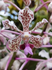 Vanda tricolor