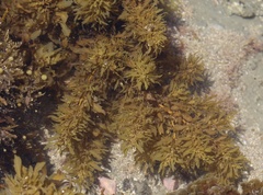 Sargassum sinclairii
