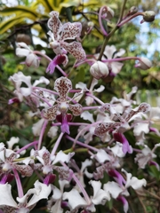 Vanda tricolor
