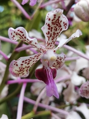 Vanda tricolor