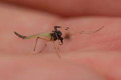 Microtendipes pedellus