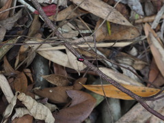 Platycorynus sauteri