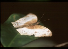 Harma theobene superna