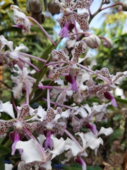 Vanda tricolor