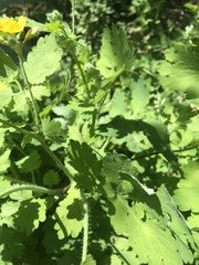 Chelidonium majus